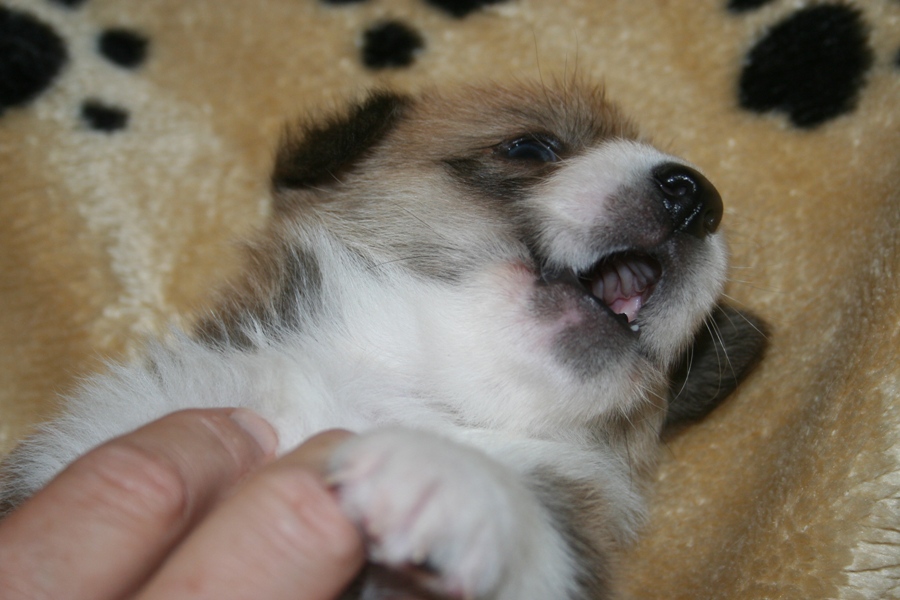 Puppies